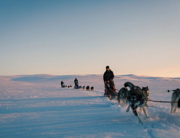 Hundekjøring på høyfjellet med Geilo Husky